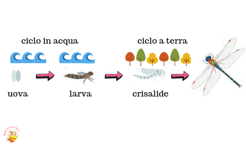 ciclo vitale libellula